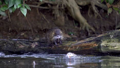 an adult coypu grooming a young brood and then jumping to the water