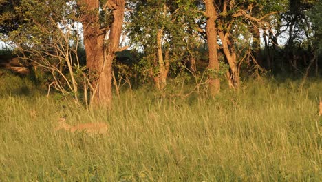 baby impala walking through tall grass, across the frame, profile shot