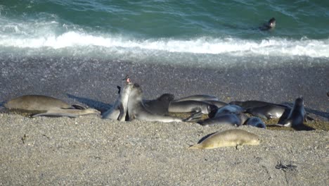 two wild elephant seals having a fight on the shore in slow motion