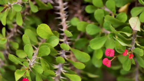 close-up of vibrant flowers and spiky branches