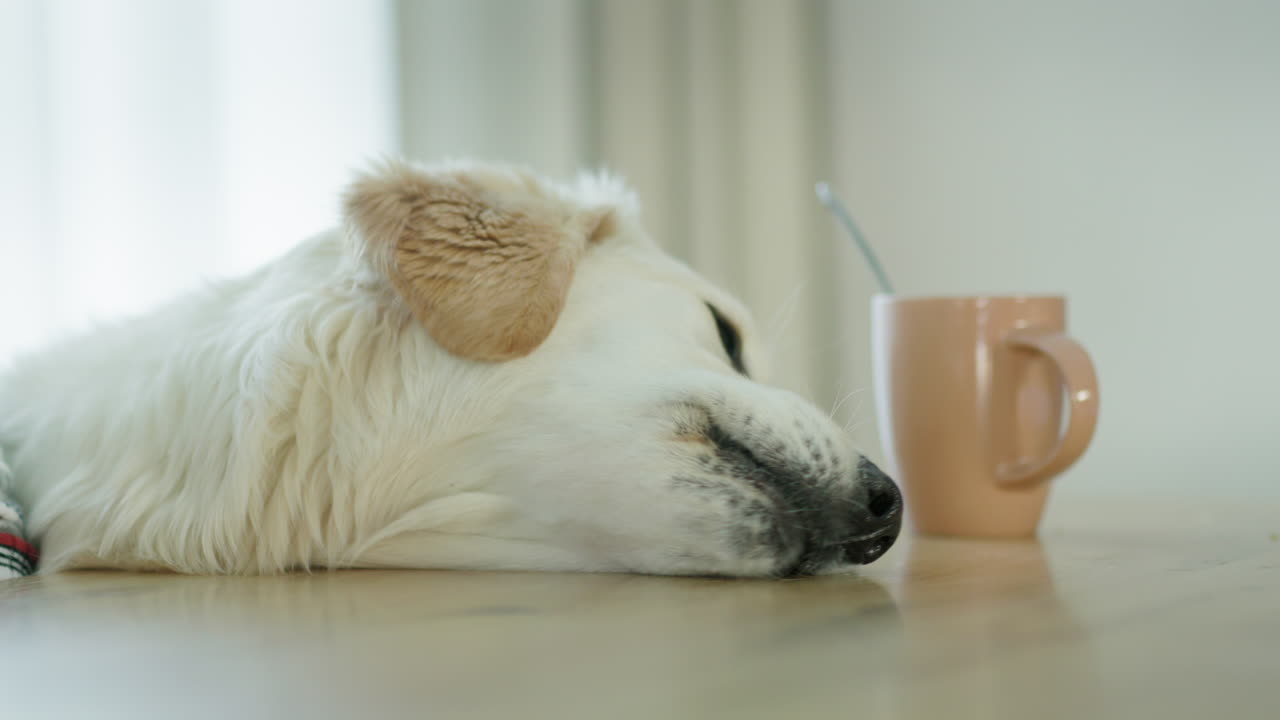 커피 컵 에 있는 잠자는 골든 리트리버