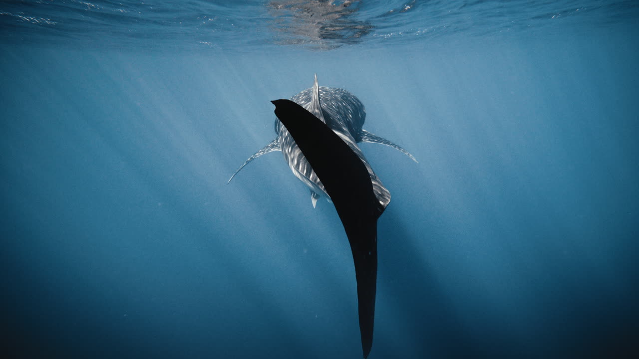 고래 상어의 리 지느러미의 뒷면을 뒷빛으로 비추고 반이는 빛으로 조명합니다.