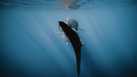 rear view of whale shark tail fin backlit and then illuminated by sparkling shimmering sunlight