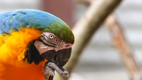 close up shot of beautiful multi-colored cleaning and preening his feet during sunny day