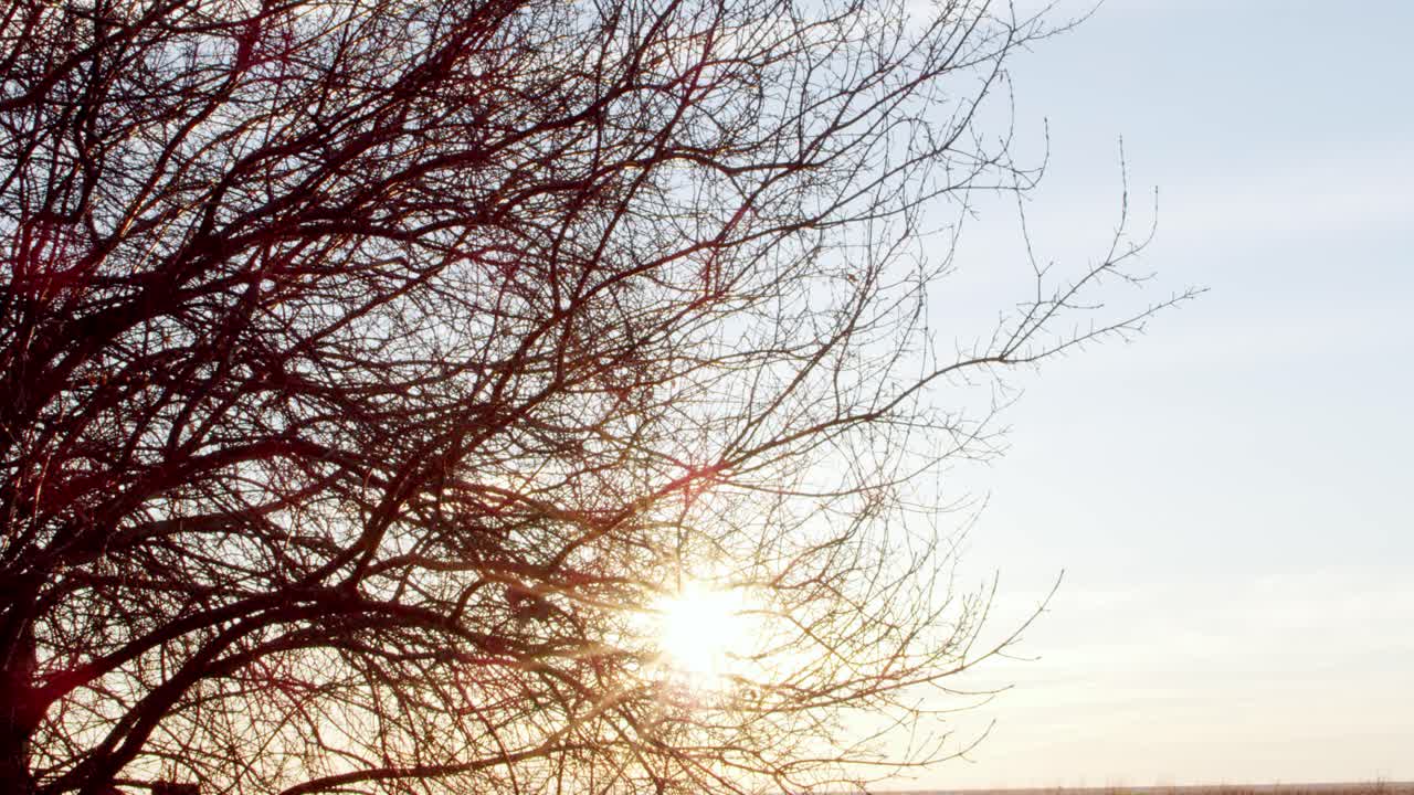 A wide shot of the empty, barren winter trees brushing in the wind with the beautiful early morning sun sitting behind them and a warm gradient on the horizon.