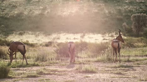 a group of hartebeest grazing in the evening light, with dust on the air in the kalahari national park of south africa