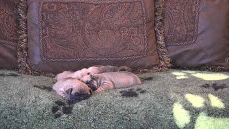 purebred french bulldog puppies sleeping together on a couch