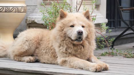 fluffy chow chow dog relaxing on a patio