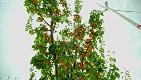 Reife-Aprikosenfrüchte-Auf-Bäumen-Mit-Windkraftanlage-Im-Sommer