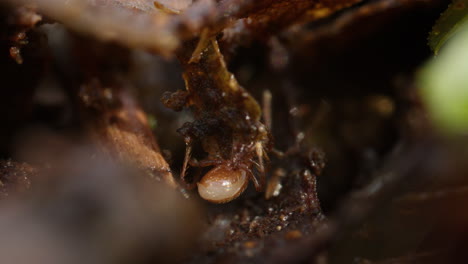 pergamasus soil mite crawling around organic leaf litter on forest floor