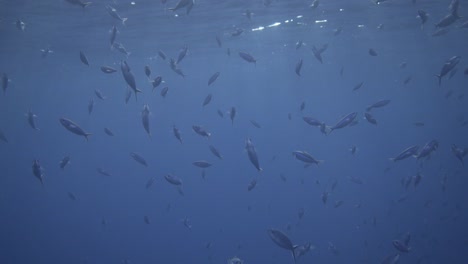 Filmen-Unter-Der-Wasseroberfläche-Mit-Sonnenstrahlen,-Die-Die-Oberfläche-Mit-Darunter-Schwimmenden-Fischen-Durchbrechen