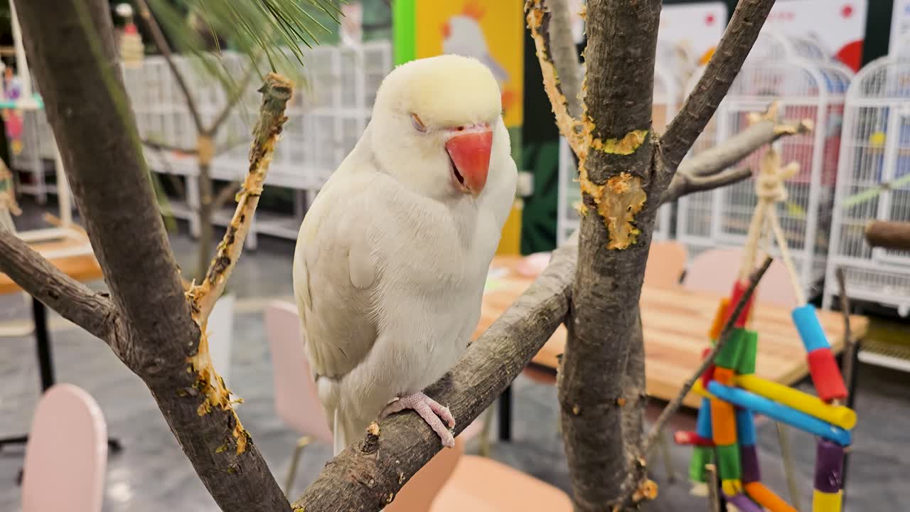 White Rose-ringed Parakeet Perch On a Tree Branch Inside The Birds Cafe. - closeup shot