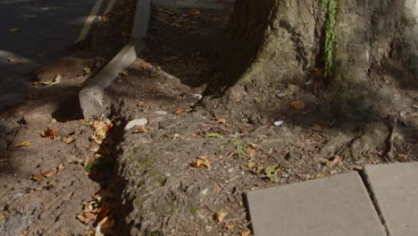 toma de seguimiento de las raíces de los árboles desalojando el bordillo de la carretera