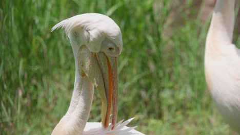 eastern white pelican  cleaning its wings