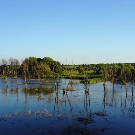 ramas secas en el lago
