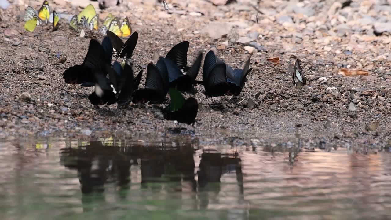 parís mariposa pavo real o papilio parís con otras mariposas de alas negras pululando en el suelo reflejadas en el agua en el parque nacional kaeng krachan