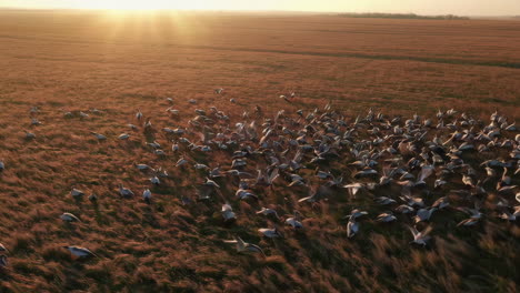 large flock of birds in a golden field at sunrise