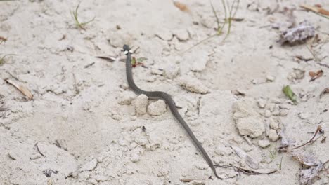 Una-Serpiente-De-Hierba-Deslizándose-A-Través-De-Un-Entorno-Arenoso---Primer-Plano-En-Cámara-Lenta