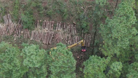 disparo en círculo de feller buncher cortando árboles en el bosque