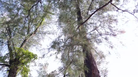 landscape view up to the sky with view of sea pine tree while walking through it in the park near the beach, phuket, thailand in 4k uhd video
