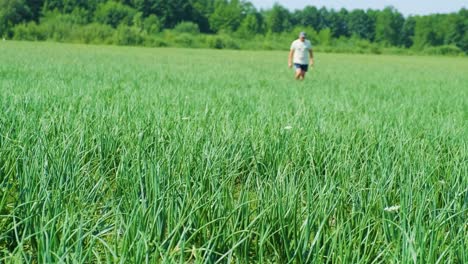 farmer walking in field checking crop onions growing, organic farming, rows in the field. sprouted green onion