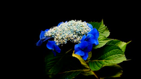 hydrangea