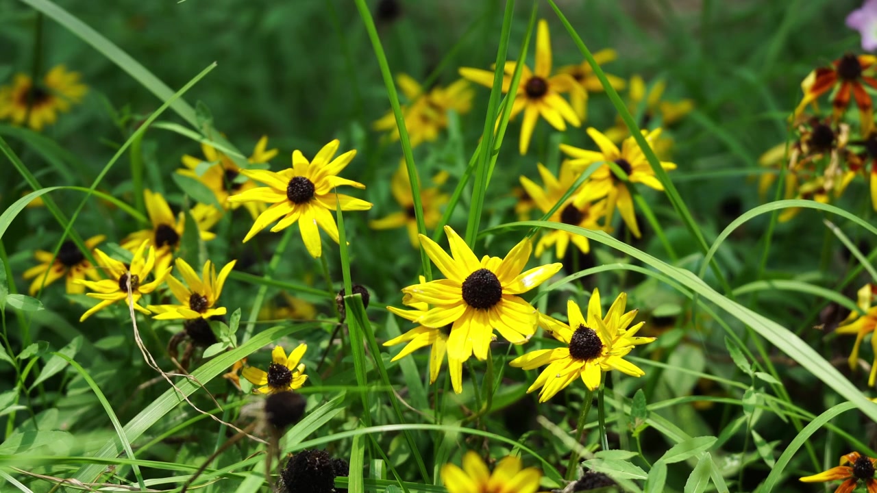 Fiori gialli di Rudbeckia in fiore tra l'erba verde in estate (4K)