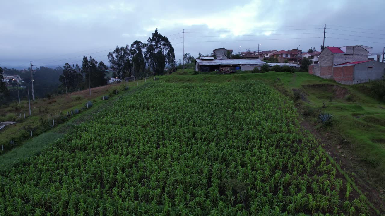 4K drone orbit shot of a vibrant green cornfield in rural Ecuador, showing the full extent of the farm and surrounding agricultural landscape. Perfect for agriculture and rural themes.