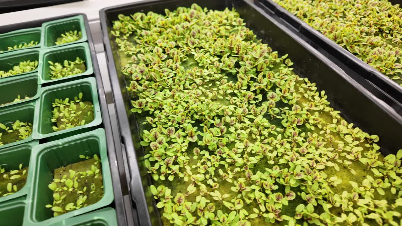 Sustainable greenery inside a modern indoor farm