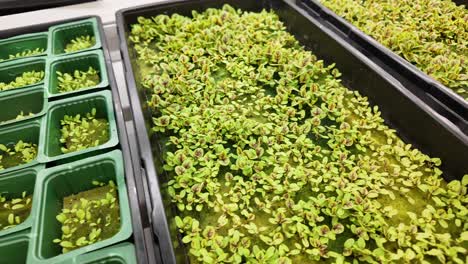 sustainable greenery inside a modern indoor farm
