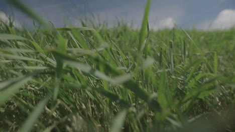 walking through grass using gimbal. slow motion