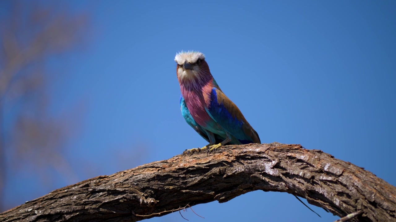 Una ghiandaia marina pettolilla appollaiata su un ramo d'albero con il becco aperto contro il cielo blu.