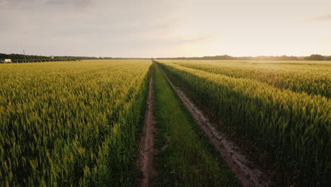 Epische-Landschaft-Mit-Einer-Straße-Inmitten-Von-Weizenfeldern-Steadicam-Pov-Video