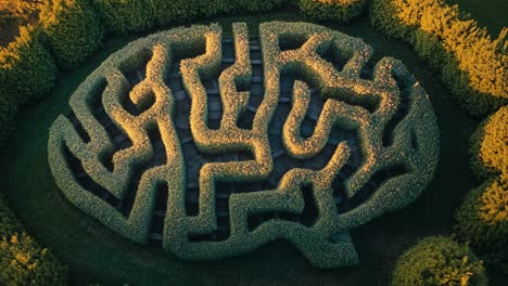 brain shaped maze garden