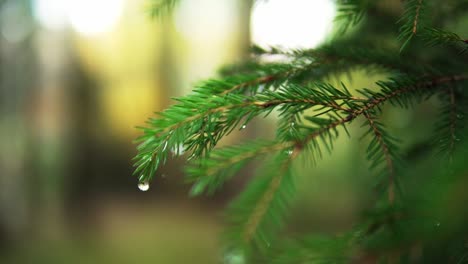 waterdrop hanging at a pinetree in a scenery forest in the nature in fall