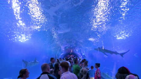 explore oceanografic's tunnel gallery in valencia, where visitors can see marine fish, sharks, and turtles from the atlantic and pacific oceans in europe’s largest aquarium in spain.
