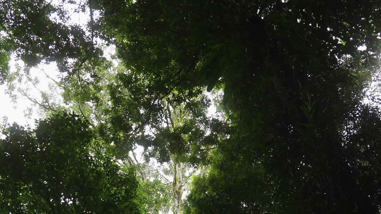 la luz del sol salpicando a través de las densas hojas verdes de los árboles