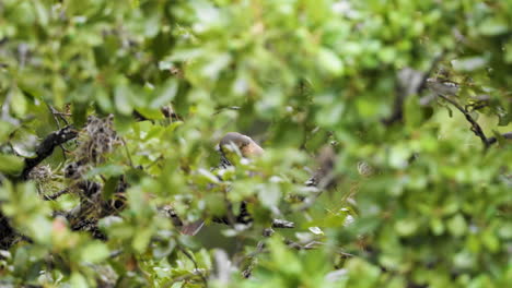 a mourning dove hidden in a tree cleans itself in slow motion - zenaida macroura