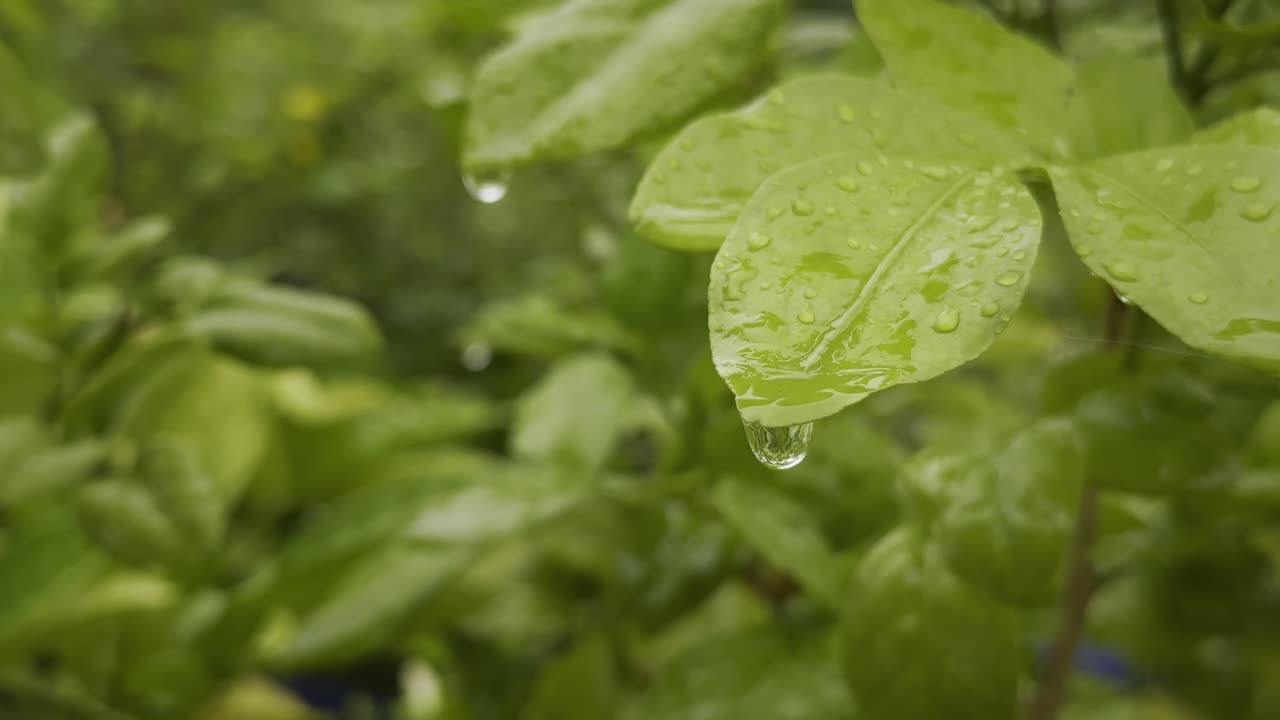 Up-close view of a water droplet trickling down from the tip of a leaf or Macro view of a water droplet falling from the edge of a leaf in the nature