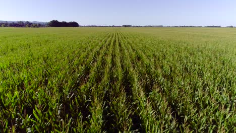 Immense-corn-field-with-straight-lines-tillage-agriculture-in-New-Zealand,-aerial