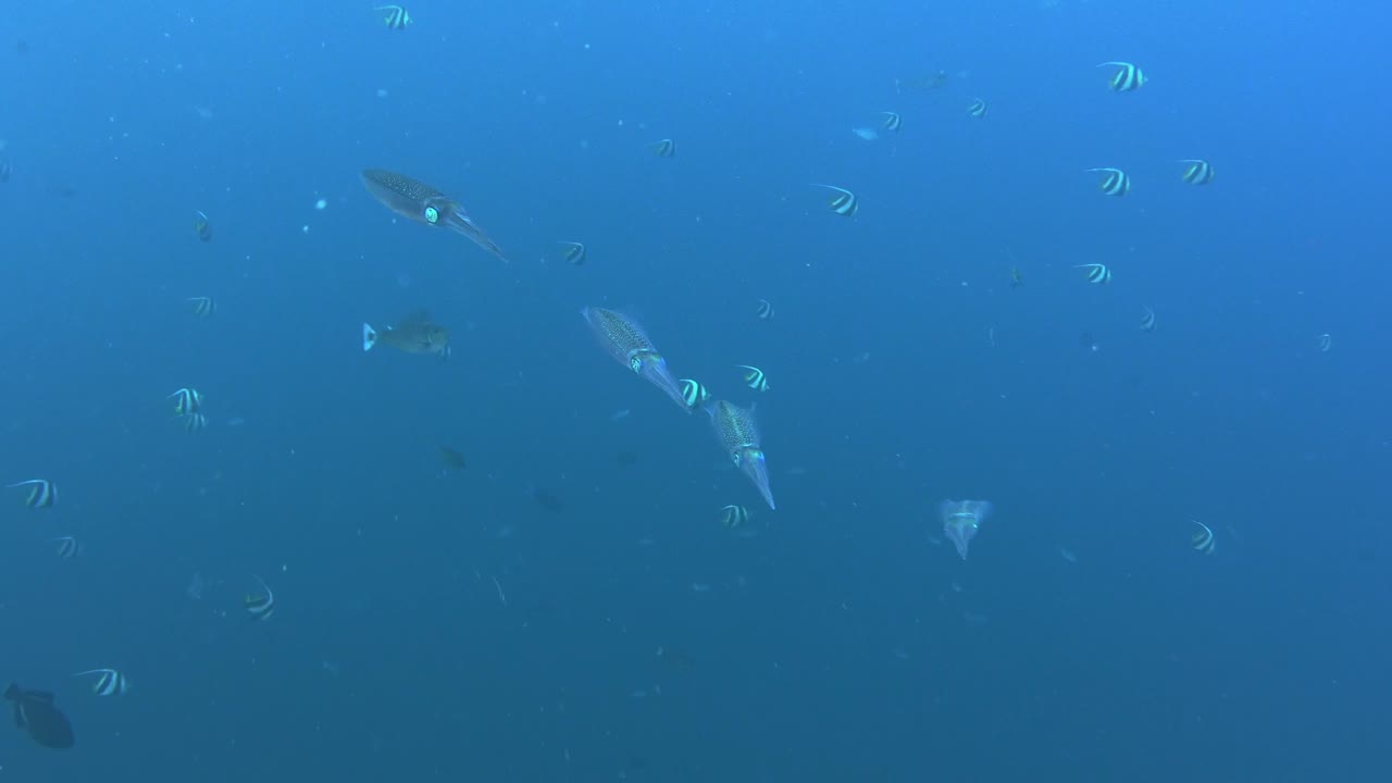 Group of squids in front of the blue ocean at the edge of a coral reef