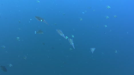 group of squids in front of the blue ocean at the edge of a coral reef