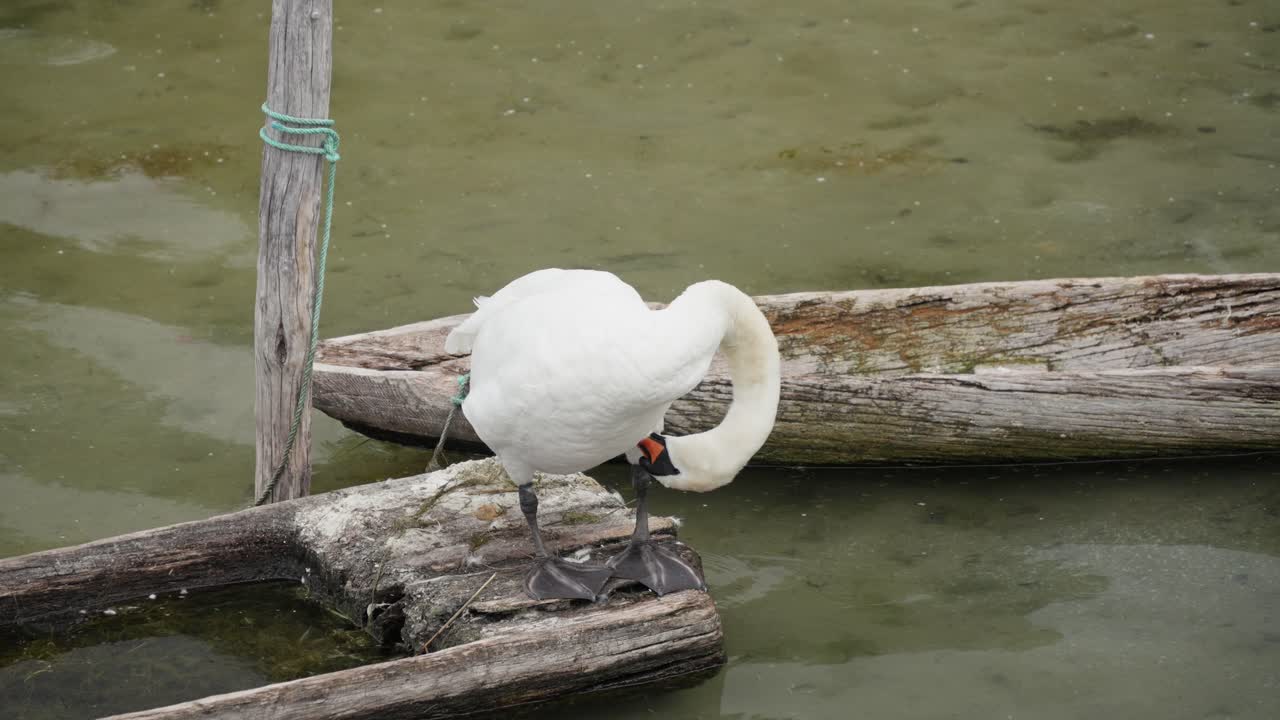 el cisne, con su largo cuello y plumaje nevado, se limpia delicadamente