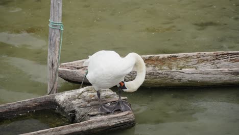 der schwan mit seinem langen hals und seinem schneebedeckten gefieder schmückt sich zart