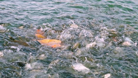 los peces vienen a pedir comida con grandes bocas abiertas al borde de la piscina