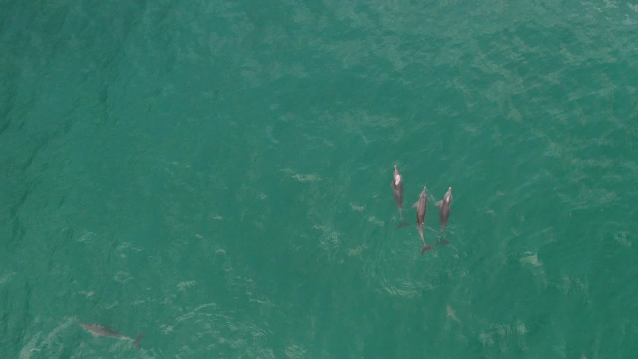 고요한 화창한 날 무인 항공기에서 본 푸른 바다에서 호주 해안에서 놀고 다이빙하는 돌고래 그룹