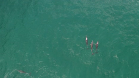grupo de delfines jugando y buceando en la costa de australia en el océano azul visto desde un dron en un día tranquilo y soleado