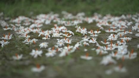 Night-jasmine,-Seuli-or-Shefali-flower-is-symbol-flower-of-saradiya-or-Durga-Puja-festival-in-autumn-season