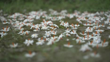 밤 재스민, 슬리 또는 셰팔리 꽃은 가을 시즌에 사라디야 또는 두르가 푸자 축제의 상징 꽃입니다