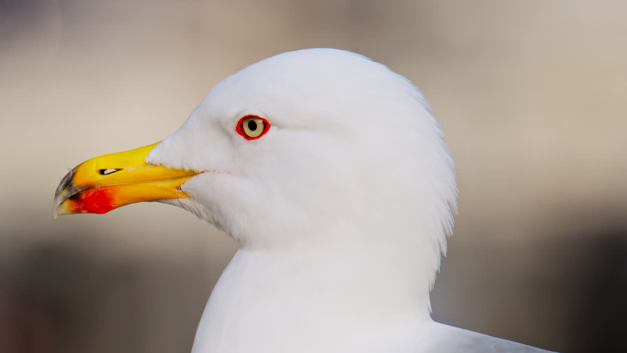 Close up of a seagull on a blurred background